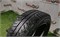Шина зима R15 Bridgestone 195х60 23804