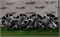 К-кт литых дисков R16 KIA 4х100/54,1/52 24783